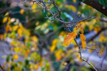 Autumn's arrival is marked by falling leaves in the most beautiful colors.