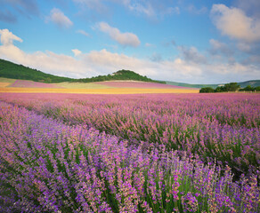Obraz premium Meadow of lavender at sunrise.