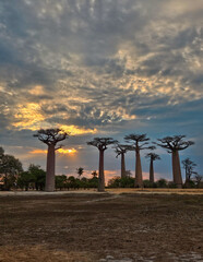Sun going down in the Baobab alley, Madagascar