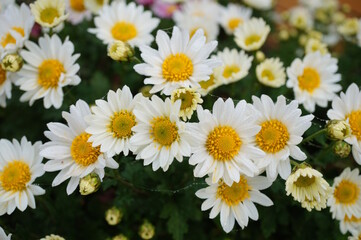 A blooming chrysanthemum. White chamomile.