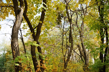 A tree with autumn leaves in close-up. Natural background.