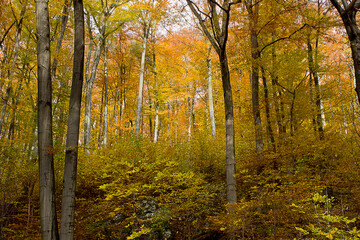 autumn forest landscape. Autumn deciduous forest