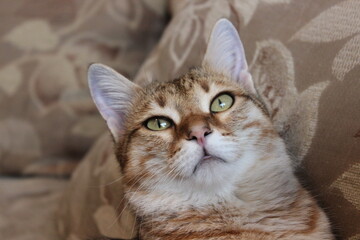 close up of a confused cat