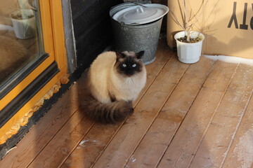 cat on the porch