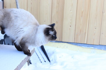 cat jumping off the porch