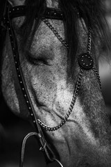 black and white close up of a horse 