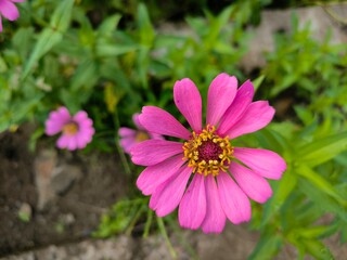 Obraz premium pink cosmos flower