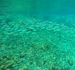 Schooling fishes in tropical turquoise caribbean sea. Bait fishes organised to form large groups...