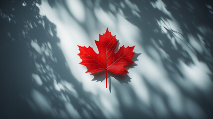 red autumn leave on white, Canada flag theme background