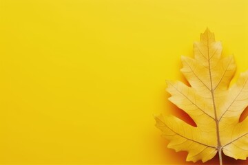 Fototapeta premium A yellow leaf is on a yellow background