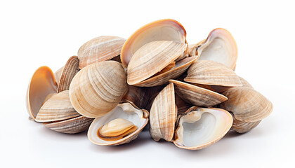 Group of Fresh Raw Opened Clams Isolated on White Background