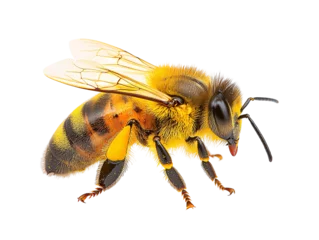 Fototapete Rund a close up of a bee © Roxana
