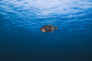 Titan triggerfish in a coral reef centered with a blue background 