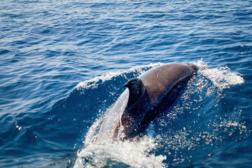 bottlenose dolphin, Latin called Tursiops truncatus, diving