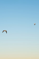 Seagull Latin named larinae follows tern Latin named sterninae