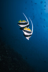 real couple of a Banner fish with a background blue ocean and lighting profesional.