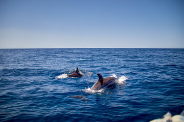 Two bottlenose dolphins, Latin called Tursiops truncatus, in open water