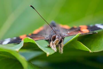 Portrait of front view of butterfly red orange admiral, latin named Vanessa atalanta
