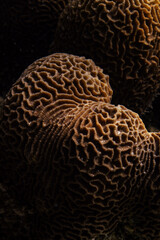 textura de coral de laberinto cerca luz natural.