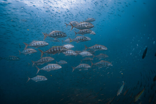 School of treballys or tunas or queenfish hunting some fish