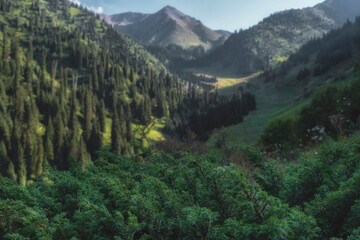 Green fragrant juniper and Gorelnik gorge in the mountains of Almaty, Kazakhstan in summer with the Chasovaya peak in the center.