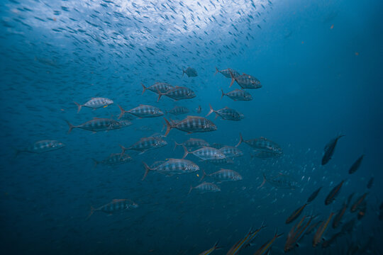School of treballys or tunas or queenfish hunting some fish