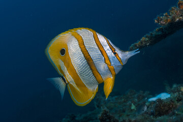 Pez de arrecife amarillo y blanco red sea great barrier reef