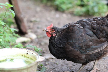 Chickens on a rural farm. Agriculture. Poultry breeding. Breeding chickens.