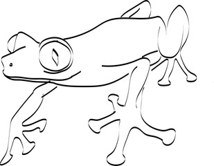 frog
