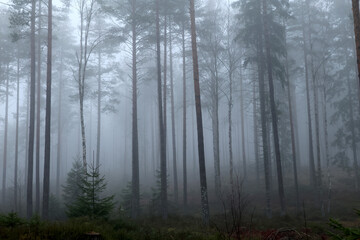 Obraz premium Fog in the forest