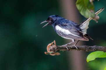 Obraz premium Beautiful male Oriental Magpie-Robin on the bamboo pole, Magpie Robin (Copsychus saularis)