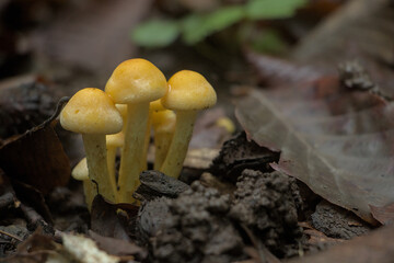 small mushrooms in the forest, close up