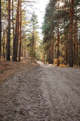 Fototapeta premium Autumn pine forest, autumn colors, sunny day. Ukraine, Dnipro.