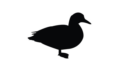 Duck Silhouette And Vector Illustration. 