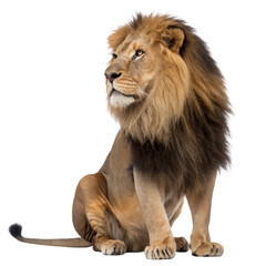 Obraz premium Majestic Lion Portrait Regal Beauty of the African Savannah, transparent background PNG