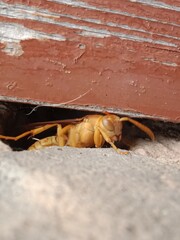 Polistes versicolor or yellow paper wasp body pattern 