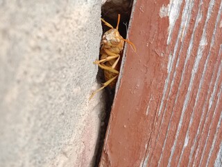Polistes versicolor or yellow paper wasp body pattern 