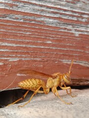 Polistes versicolor or yellow paper wasp body pattern 
