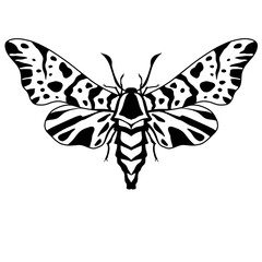 Moth vector, Moth illustration, Surreal moth