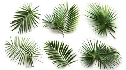 Tropical Palm Leaves: Green Foliage Background