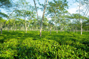 SCENIC VIEW OF TEA ESTATE