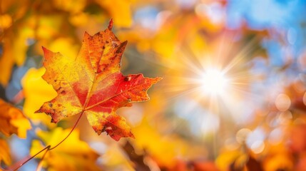 Fototapeta premium Autumn Leaves: A Vibrant Maple Leaf Bathed in Golden Sunlight