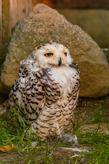 Nyctea scandiaca, snowy owl, with a rock