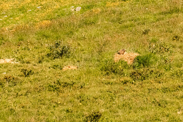 Marmota, marmot, on a sunny day in summer at Mount Goldried, Matrei, Eastern Tyrol, Austria