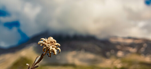 Leontopodium alpinum, Edelweiss, at the famous Hintertux glacier, Tux, Schwaz, Zell am Ziller,...