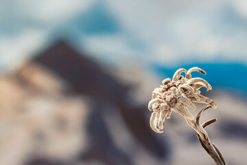 Leontopodium alpinum, Edelweiss, at the famous Hintertux glacier, Tux, Schwaz, Zell am Ziller, Tyrol, Austria