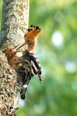 Common hopie bird and chicks feeding in a nest. Hoopoe, hudhud, (sagacious birds in Islam) taken from Lawachora forest, sylhet, Bangladesh. Hudhud has been mentioned twice in the Holy book Quran.