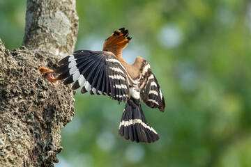 Common hopie bird and chicks feeding in a nest. Hoopoe, hudhud, (sagacious birds in Islam) taken from Lawachora forest, sylhet, Bangladesh. Hudhud has been mentioned twice in the Holy book Quran.
