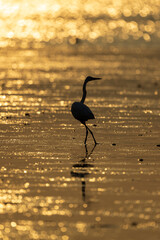 silhouette of an egret in golden water