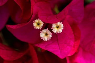 Macro shot of red bougainvillea close-up.